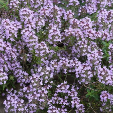 Thymus pannonicus