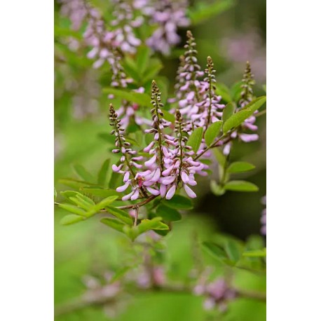 Indigofera amblyantha