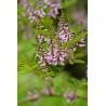 Indigofera amblyantha