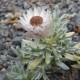 Helichrysum arway