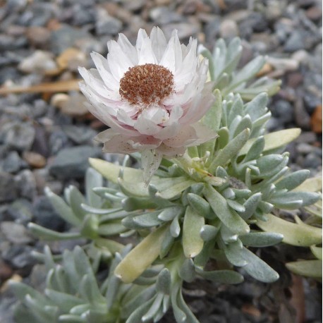 Helichrysum arway