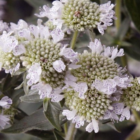 Pycnanthemum pilosum