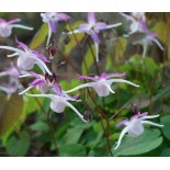 Epimedium kotubuki