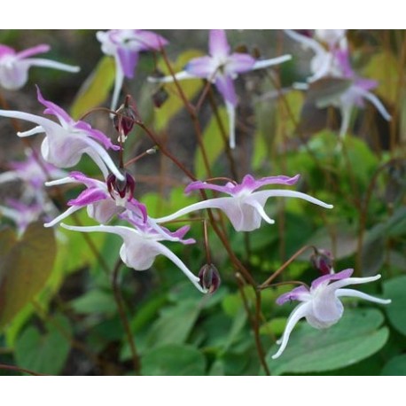 Epimedium kotubuki