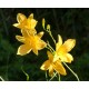 Hemerocallis multiflora