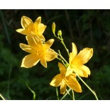 Hemerocallis multiflora