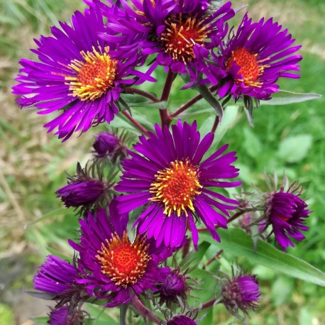 Aster novae angliae 'Marina Wolkonski'