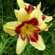 Hemerocallis 'Nefertiti'