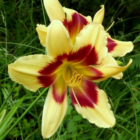 Hemerocallis 'Nefertiti'