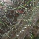 Rubus squarosus