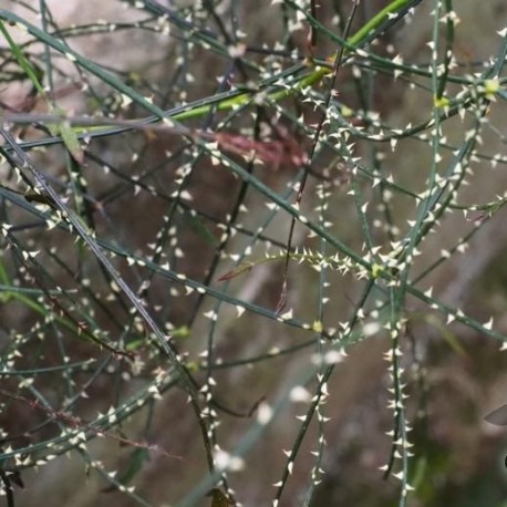 Rubus squarosus