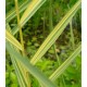 Phragmites australis 'Aureovariegata'
