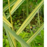 Phragmites australis 'Aureovariegata'