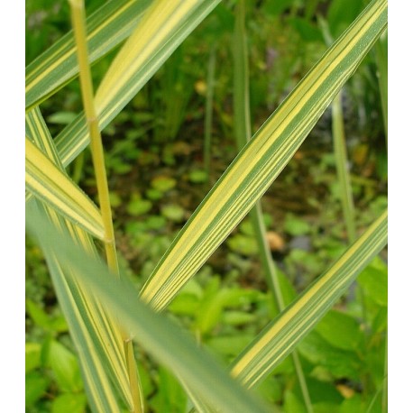 Phragmites australis 'Aureovariegata'