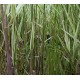 Phragmites australis 'Albovariegata'