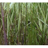 Phragmites australis 'Albovariegata'
