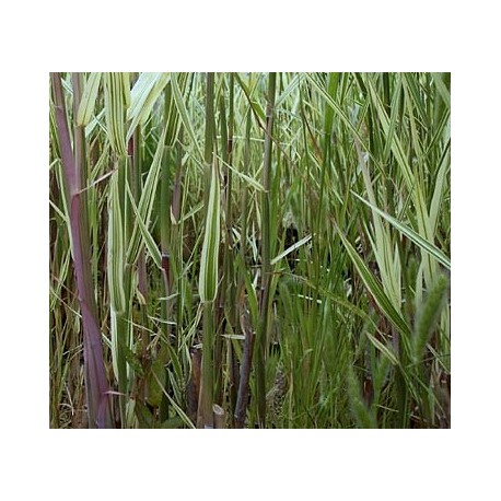 Phragmites australis 'Albovariegata'