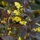 Lysimachia ciliata 'Firecracker'