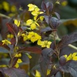 Lysimachia ciliata 'Firecracker'