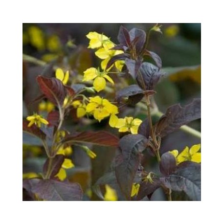 Lysimachia ciliata 'Firecracker'