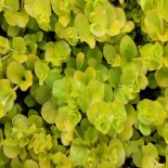 Lysimachia nummularia 'Aurea'