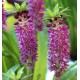 Eucomis comosa 'Leia'