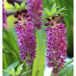 Eucomis comosa 'Leia'