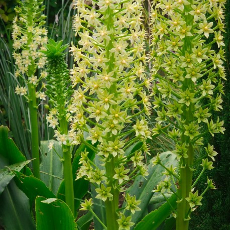 Eucomis pallidiflora 'Pole-Evansii'