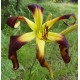 Hemerocallis 'Velvet Ribbons'