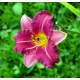 Hemerocallis 'Purple Melody'