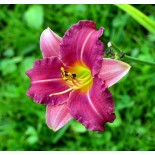 Hemerocallis 'Purple Melody'
