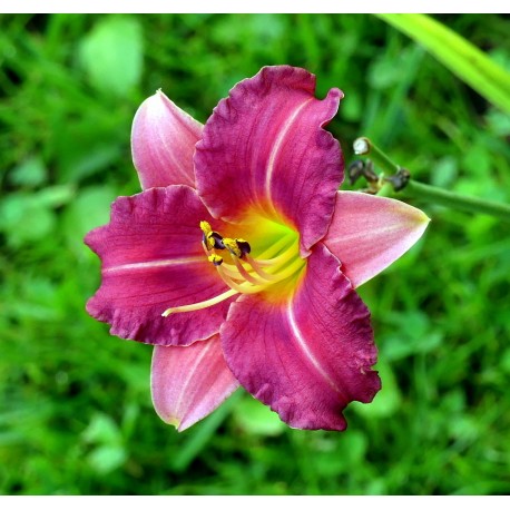 Hemerocallis 'Purple Melody'