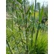 Phragmites frutescens