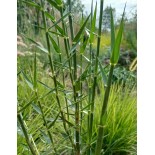 Phragmites frutescens