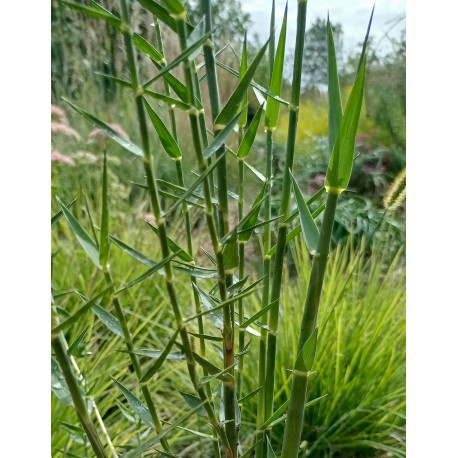 Phragmites frutescens