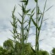 Phragmites frutescens
