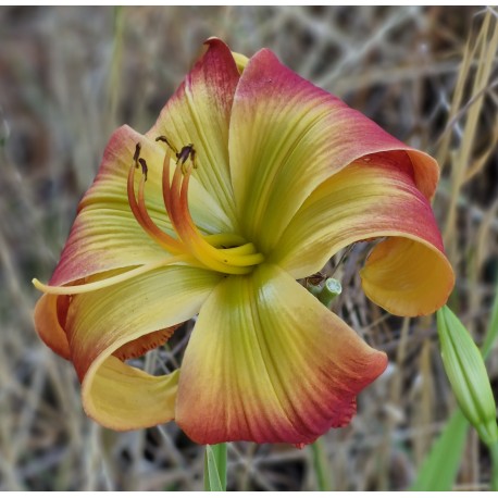 Hemerocallis 'Evidence of Aliens'