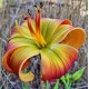 Hemerocallis 'Evidence of Aliens'