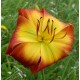 Hemerocallis 'Evidence of Aliens'