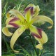 Hemerocallis 'Blue Moon Fest'