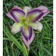 Hemerocallis 'Exotic Starfish'