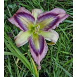 Hemerocallis 'Exotic Starfish'