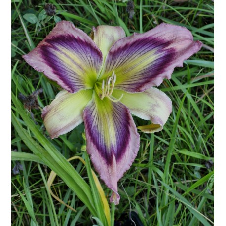 Hemerocallis 'Exotic Starfish'