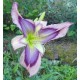 Hemerocallis 'Exotic Starfish'