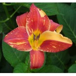 Hemerocallis 'Explosion in the Paint Factory'
