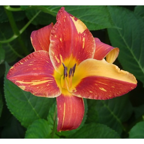Hemerocallis 'Explosion in the Paint Factory'