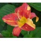 Hemerocallis 'Explosion in the Paint Factory'