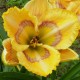 Hemerocallis 'Sunflower Blues'