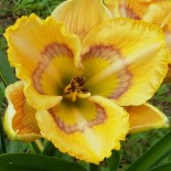 Hemerocallis 'Sunflower Blues'