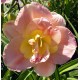 Hemerocallis 'A Gift for Treva'